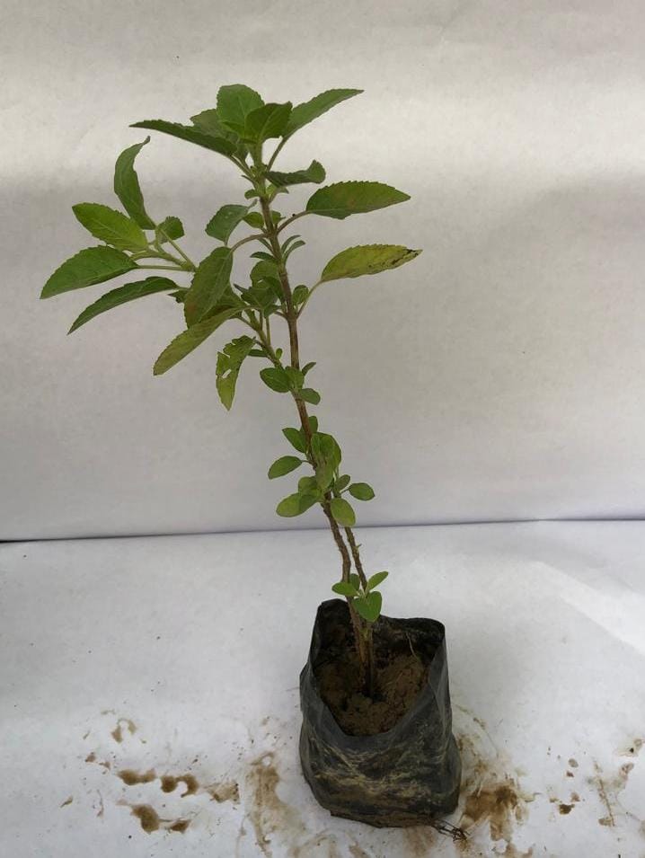 Shyama Tulsi